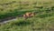 African lioness with bloody face drinking water from puddles in wild in pasture