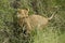 African lioness carrying cub in mouth, Kenya