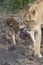 African lioness with cub