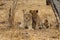 African Lioness with cubs