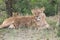 African lioness and cubs (Panthera leo)