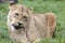 African Lioness eating meal