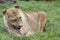 African Lioness eating meal