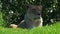 African lioness lay on green grass