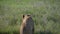 African lioness looks around and lies down in the grass of the savannah to rest