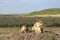 African lioness Panthera leo Nubica with her cub