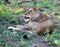 African lioness (Panthera leo) resting in Kruger National Park : (pix SShukla)