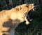 African lioness (Panthera leo) resting in Kruger National Park : (pix SShukla)