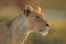 African lioness portrait - Kalahari desert