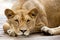 African lioness resting