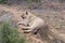 African lioness rests  in the early morning light after eating her fill.