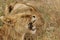 African lioness showing teeth