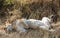 African Lioness Sleeping