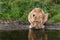 African Lioness taking a drink