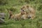 African lioness and two small cubs, Kenya
