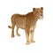 African lioness vector