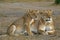 African Lions