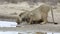 African lions drinking