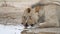 African lions drinking