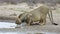 African lions drinking water - Kalaharie desert