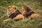 African lions lounging in the grass