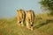 African lions in savanna