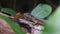 African Lizard Sits on a Log in the Rainforest, Zanzibar, Trachylepis Striata