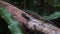 African Lizard Sits on a Log in the Rainforest, Zanzibar, Trachylepis Striata