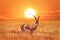 African lonely antelope at beautiful sunset with birds in the Serengeti National Park. Tanzania. Wild nature of Africa.