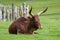 African longhorn, cow with horns