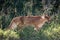 African Lynx or Caracal Hunting