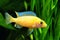 African Malawi Cichlid