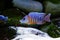 African Malawi cichlid aquarium fish freshwater