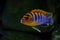 African Malawi cichlid aquarium fish freshwater