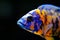 African Malawi cichlid aquarium fish freshwater