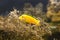 African Malawi Cichlid swimming underwater close up.