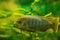 African Malawi Cichlids. Blurred photo of home fishes in aquarium, pet care concept