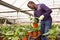 African male farmer caring for Spathiphyllum