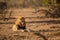 African Male lion