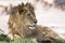 African male lion African wildlife lying on the grassy plains of the Serengeti, Tanzania, Africa