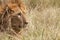 African male lion closeup