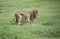 African male lion and female lioness African wildlife on the grassy plains of the Serengeti, Tanzania, Africa