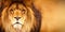 African male lion headshot looking into camera