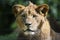 African male lion headshot looking into camera