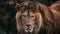 African male lion headshot looking into camera, close up