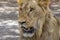 The African male lion Lat. Panthera leo. Portrait.