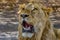 The African male lion Lat. Panthera leo. Portrait.