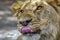 The African male lion Lat. Panthera leo. Portrait.