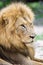 African male lion sitting on the ground at the edge of a water hole