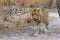 The African male lion in Thicket. Portrait.Panthera leo. Portrait